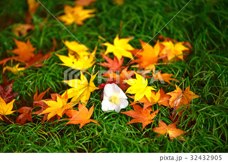 紅葉と椿 32432905