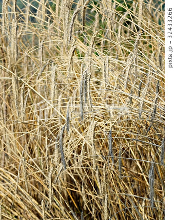 枯れ草 32433266