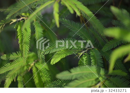 カワラケツメイの葉 32433271