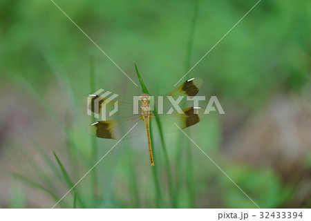 未熟なミヤマアカネ 32433394