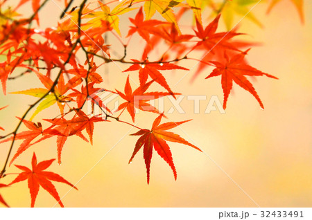 紅葉Ⅰ 32433491