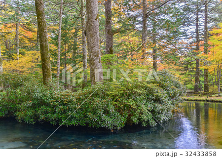 【栃木県】さかなと森の観察園、紅葉シーズン 【栃木県】さかなと森の観察園、紅葉シーズン 32433858