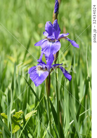 アヤメ 32434024