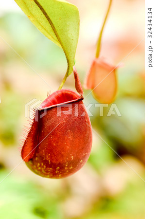 nepenthes ampullaria 32434134