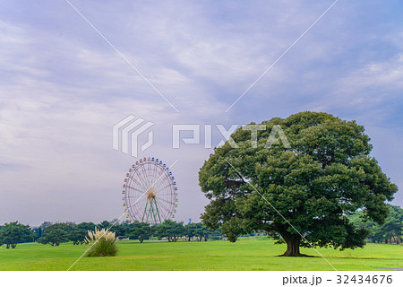 ひたち海浜公園 ・草原エリアの大樹 ひたち海浜公園 ・草原エリアの大樹 32434676