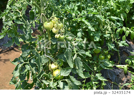 家庭菜園のトマト畑 32435174