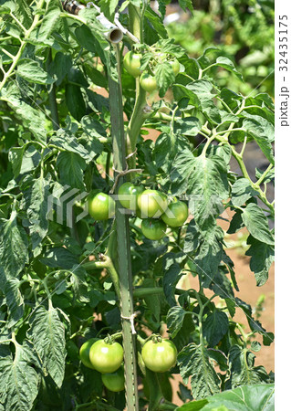 家庭菜園のトマト畑 32435175