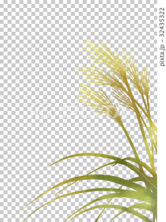 插图素材: 芒草