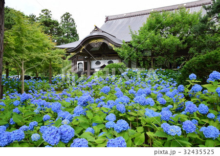 紫陽花 紫陽花 32435525