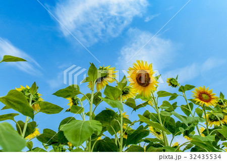 ヒマワリ　夏　イメージ 32435534