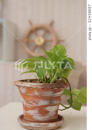 部屋の中の観賞植物 部屋の中の観賞植物 32439687