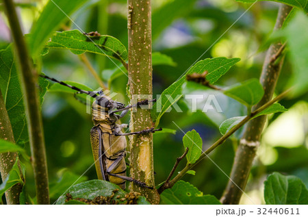 アジサイを食べるクワカミキリ 32440611