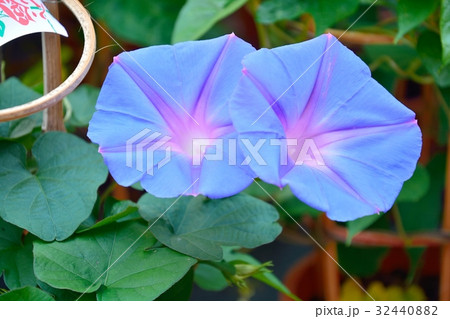 入谷アサガオまつり 32440882