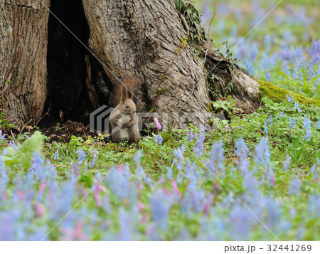 エゾリス 32441269