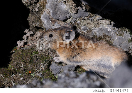エゾナキウサギ エゾナキウサギ 32441475