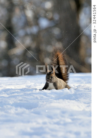 エゾリス エゾリス 32441564