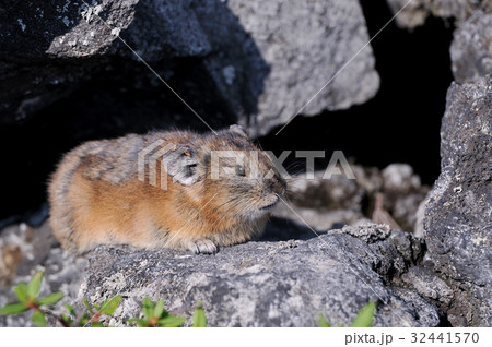 エゾナキウサギ エゾナキウサギ 32441570