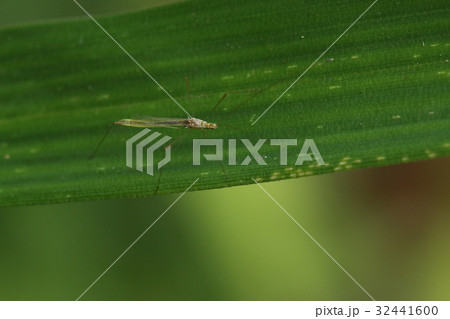 生き物　昆虫　イトカメムシ、何でもかんでも細くして見えにくくすることでステルス化？ 32441600