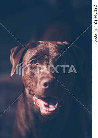 labrador retriever labrador retriever 32442133