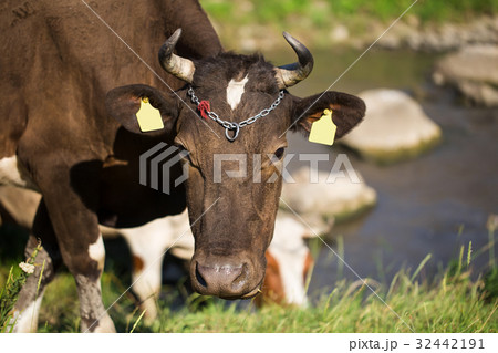 Brown dairy cow in cow shed with fresh straw on floor - Stock Image -  C053/7925 - Science Photo Library