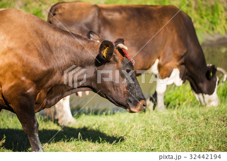 Brown dairy cow in cow shed with fresh straw on floor - Stock Image -  C053/7925 - Science Photo Library