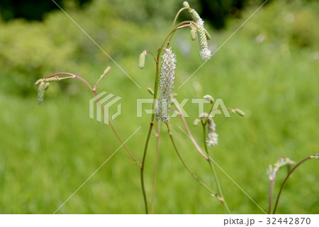 ナガボノシロワレモコウ 32442870