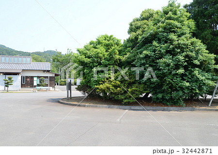 梛木の木 32442871