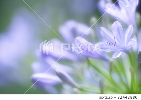 薄紫のアガパンサスの写真素材 3244