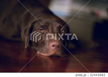 Lazy labrador sleep blur background 32443062
