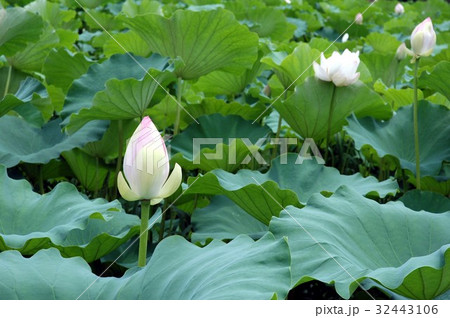 蓮の花 蓮の花 32443106