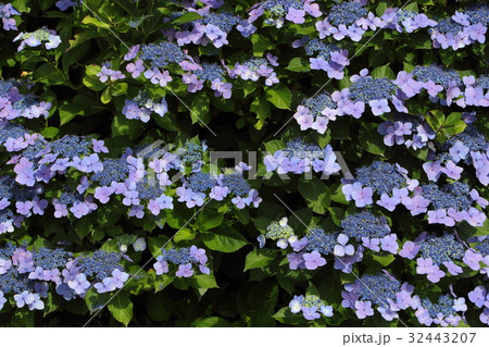紫陽花 紫陽花 32443207