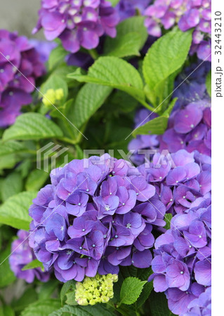 紫陽花 32443210