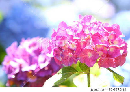紫陽花 32443211