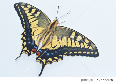 キアゲハの美しい羽根　白背景 32443470