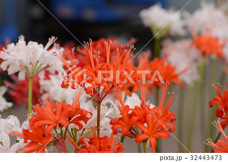 ネリネの花 ネリネの花 32443473