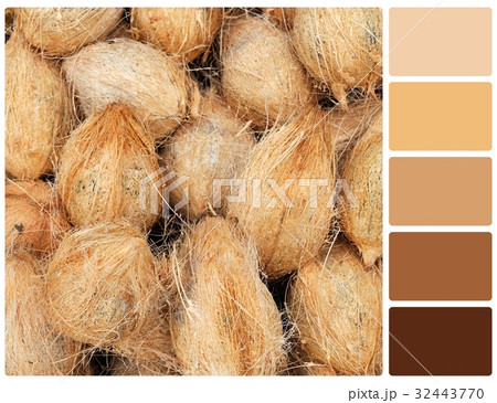 Coconut texture with palette color swatches 32443770