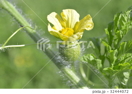 スイカの雌花 スイカの雌花 32444072