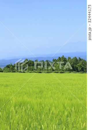北海道　富良野市　大麦畑 32444175