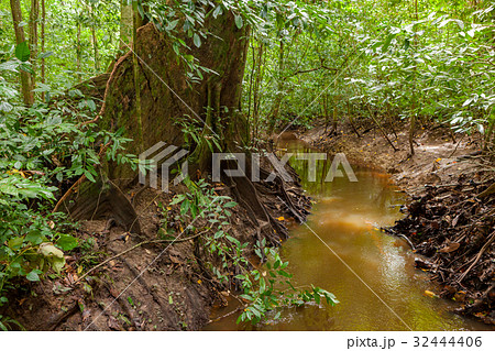 Small jungle river in borneo 32444406