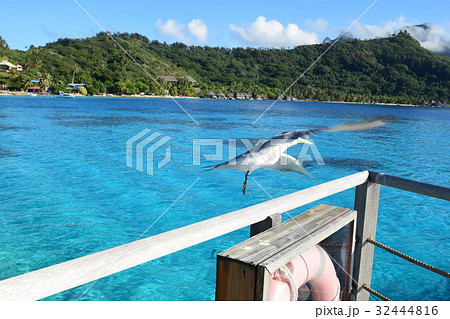 海鳥　タヒチ_ボラボラ島にて 32444816