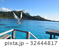 海鳥　タヒチ_ボラボラ島にて 32444817