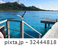 海鳥　タヒチ_ボラボラ島にて 32444818
