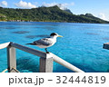 海鳥　タヒチ_ボラボラ島にて 32444819