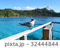 海鳥　タヒチ_ボラボラ島にて 32444844