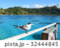 海鳥　タヒチ_ボラボラ島にて 32444845