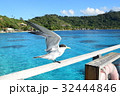 海鳥　タヒチ_ボラボラ島にて 32444846