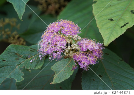 クマヅラ科 クマツズラ科 東南アジア 32444872