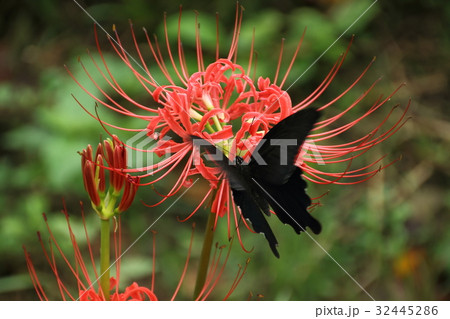 蝶と彼岸花 蝶と彼岸花 32445286