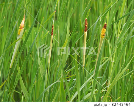 ガマの幼い穂　蒲の穂　 32445464