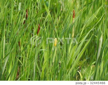 ガマの幼い穂 蒲の穂 ガマの幼い穂 蒲の穂 32445466